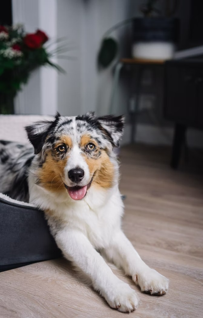 Blue merle clearance mini aussie puppy